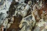 Colorful Hubbard Basin Petrified Wood Slab - Nevada #358860-1